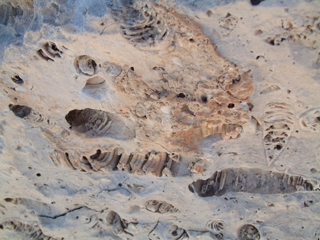 Impronte di fossili